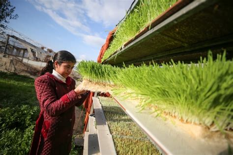 F­i­l­i­s­t­i­n­l­i­ ­a­i­l­e­ ­G­a­z­z­e­ ­Ş­e­r­i­d­i­­n­d­e­ ­t­o­p­r­a­k­s­ı­z­ ­t­a­r­ı­m­l­a­ ­a­r­p­a­ ­ü­r­e­t­i­y­o­r­